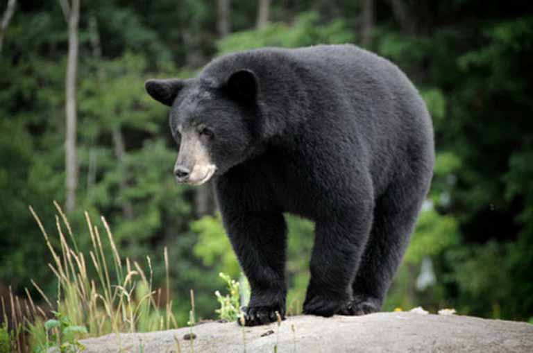 Gấu là động vật hoang dã cần được bảo vệ, nên hạn chế dùng mật gấu để trị bệnh