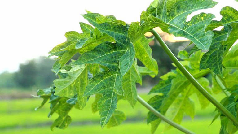 Tận dụng lá đu đủ có sẵn trong vườn nhà để điều trị bệnh viêm da cơ địa