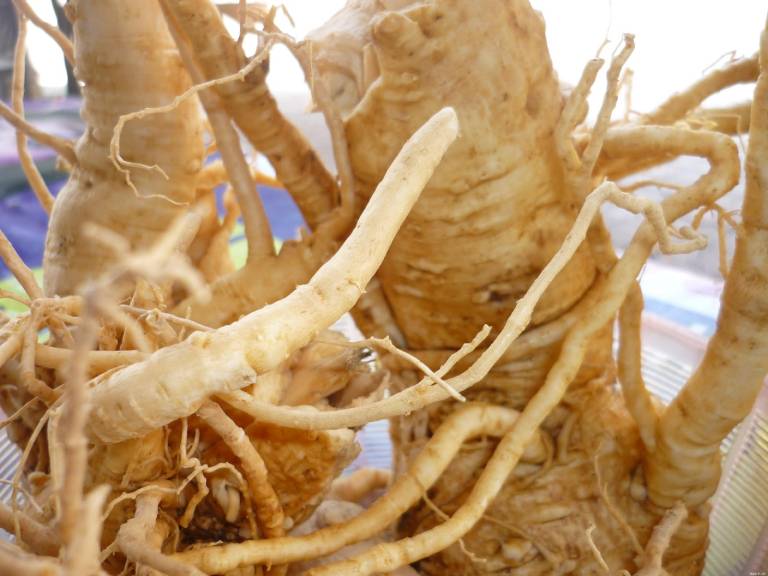 Rễ đinh lăng chữa bệnh liệt dương hiệu quả